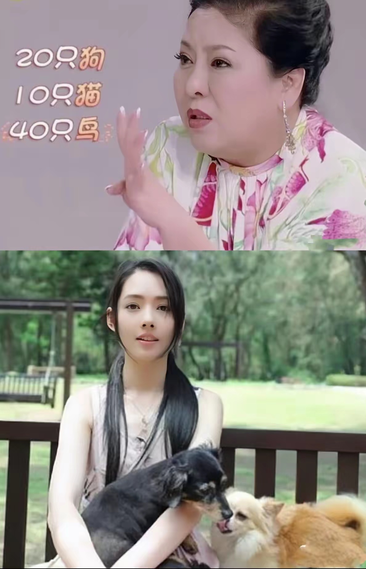 B站看一个up说向太和向佐面相有动物相，娶了个动物园园长回来，郭碧婷旺他们家。这