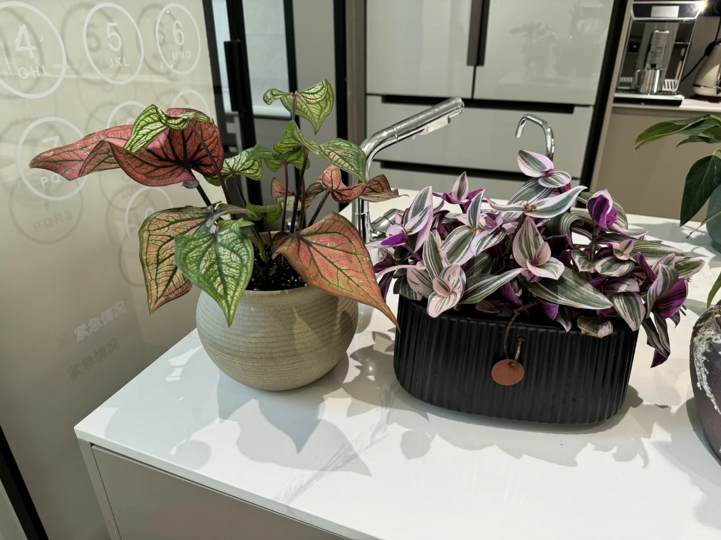 买家秀✨婚礼油画✨粉精灵彩叶芋✨乌鲁木齐