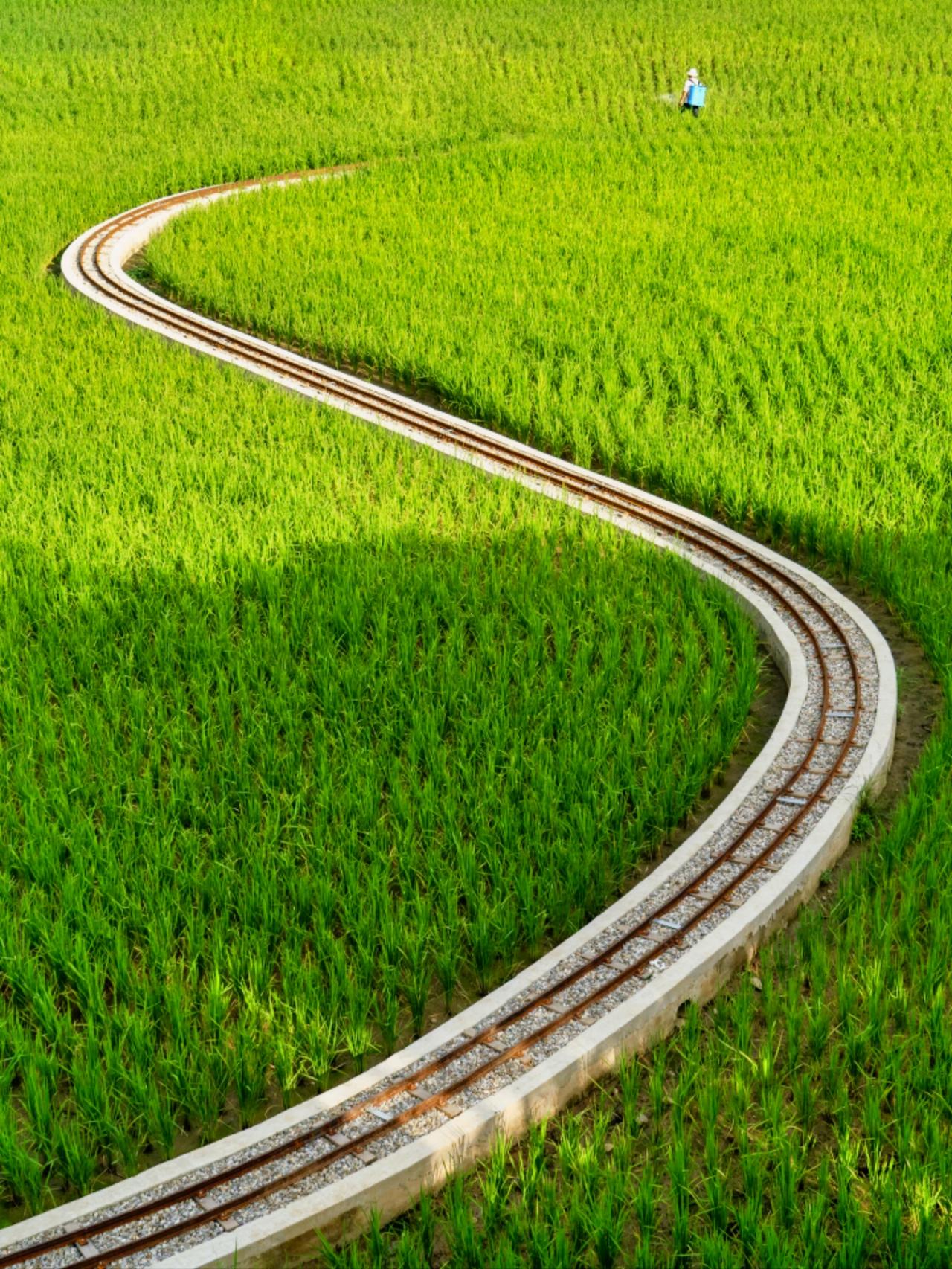 当周董的《稻香》前奏响起🎶
整个人就像回到了童年，
小时候穿梭在姥姥的稻田里跑