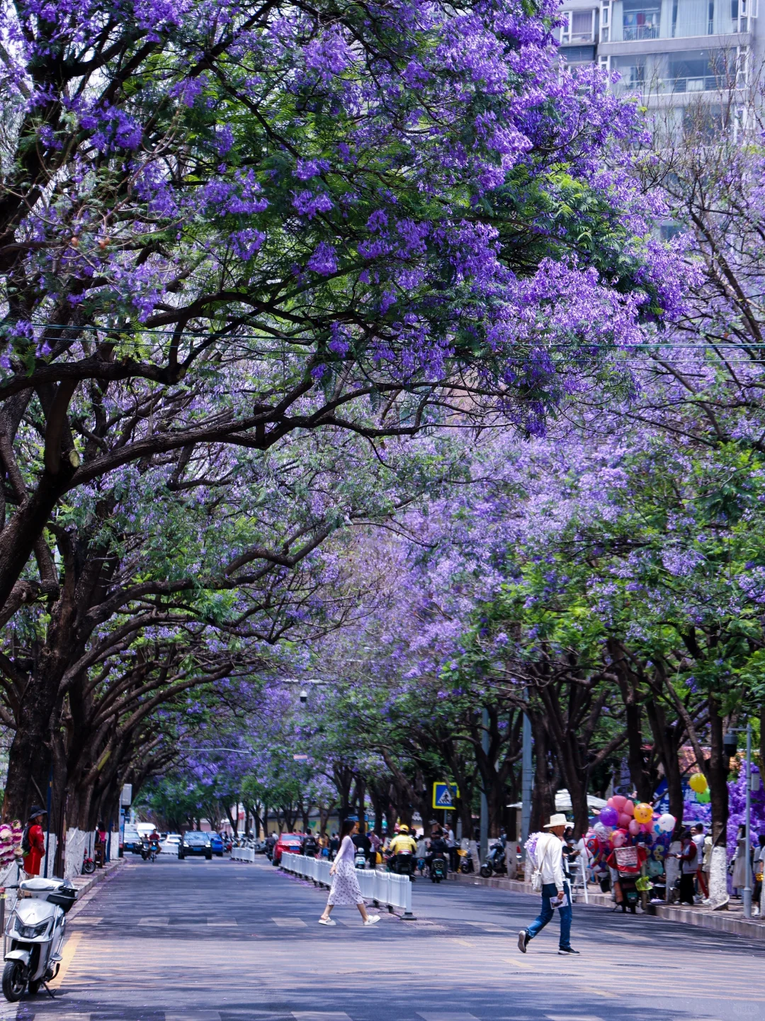 叮🔔你好，浪漫蓝楹花正在派送，请准备签收💜