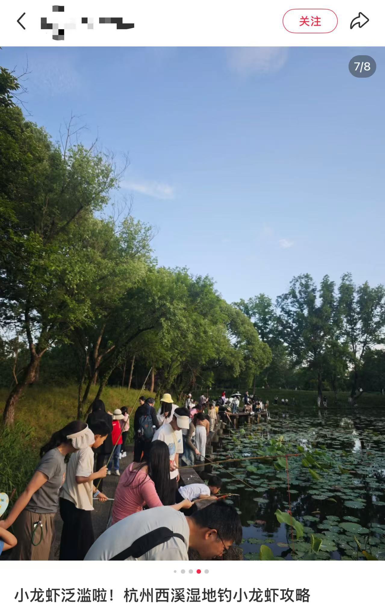 在西溪湿地实现小龙虾自由？官方回应：这是明令禁止的!
