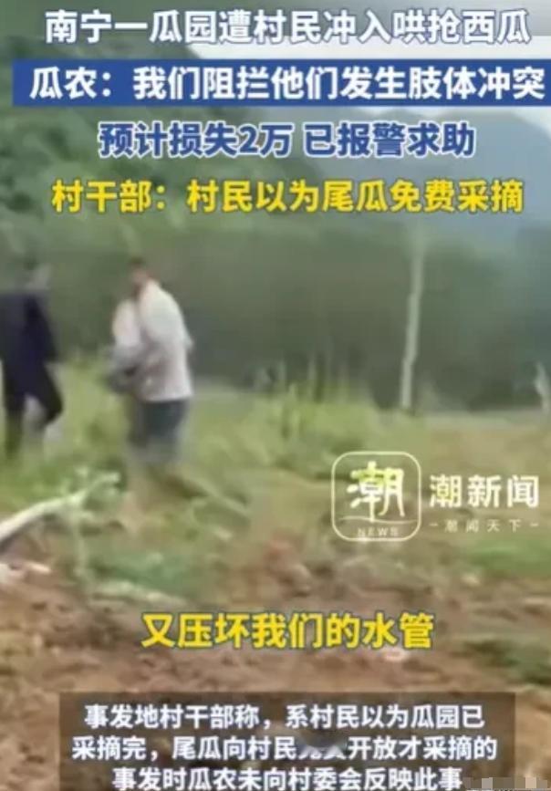 广西南宁，韦先生承包280亩地种西瓜，历经辛苦迎来大丰收。摘了好几批后只剩最后一