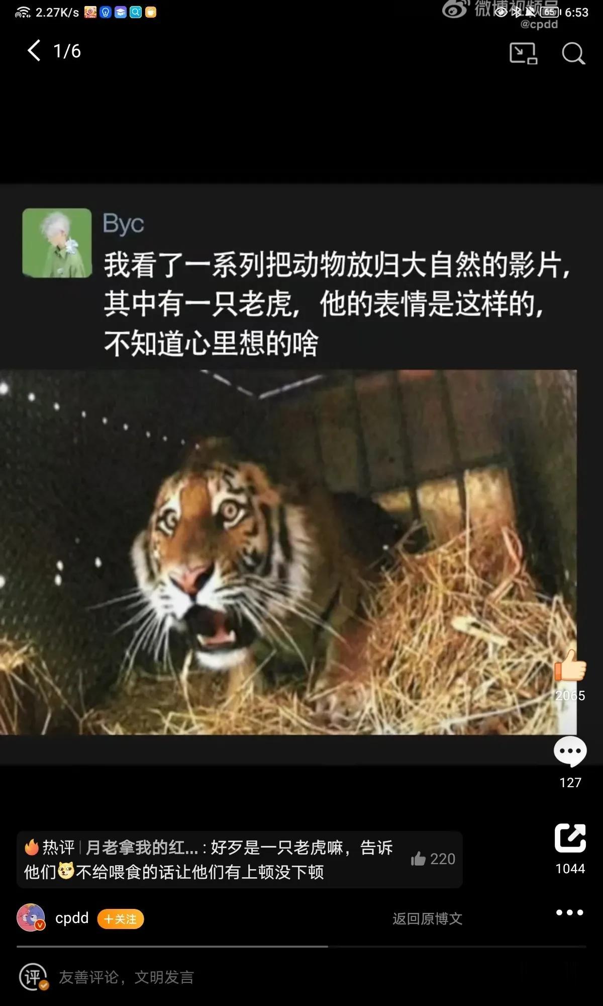 虎虎我呀，再也吃不到自助餐了 ​​​