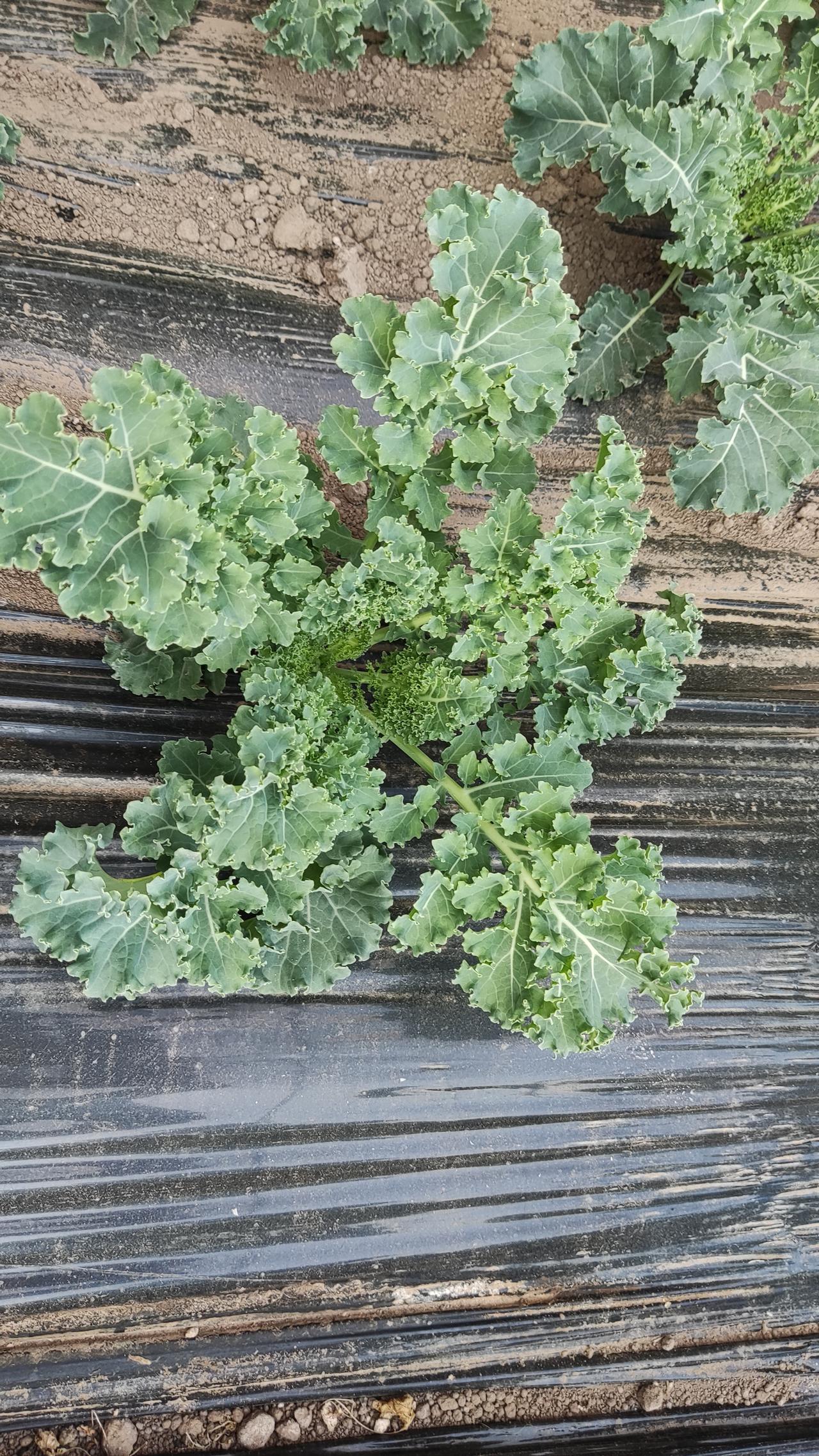 晒图笔记大赛羽衣甘蓝