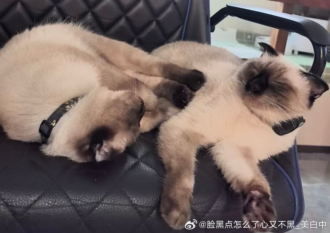 3981只黑脸逼罗 