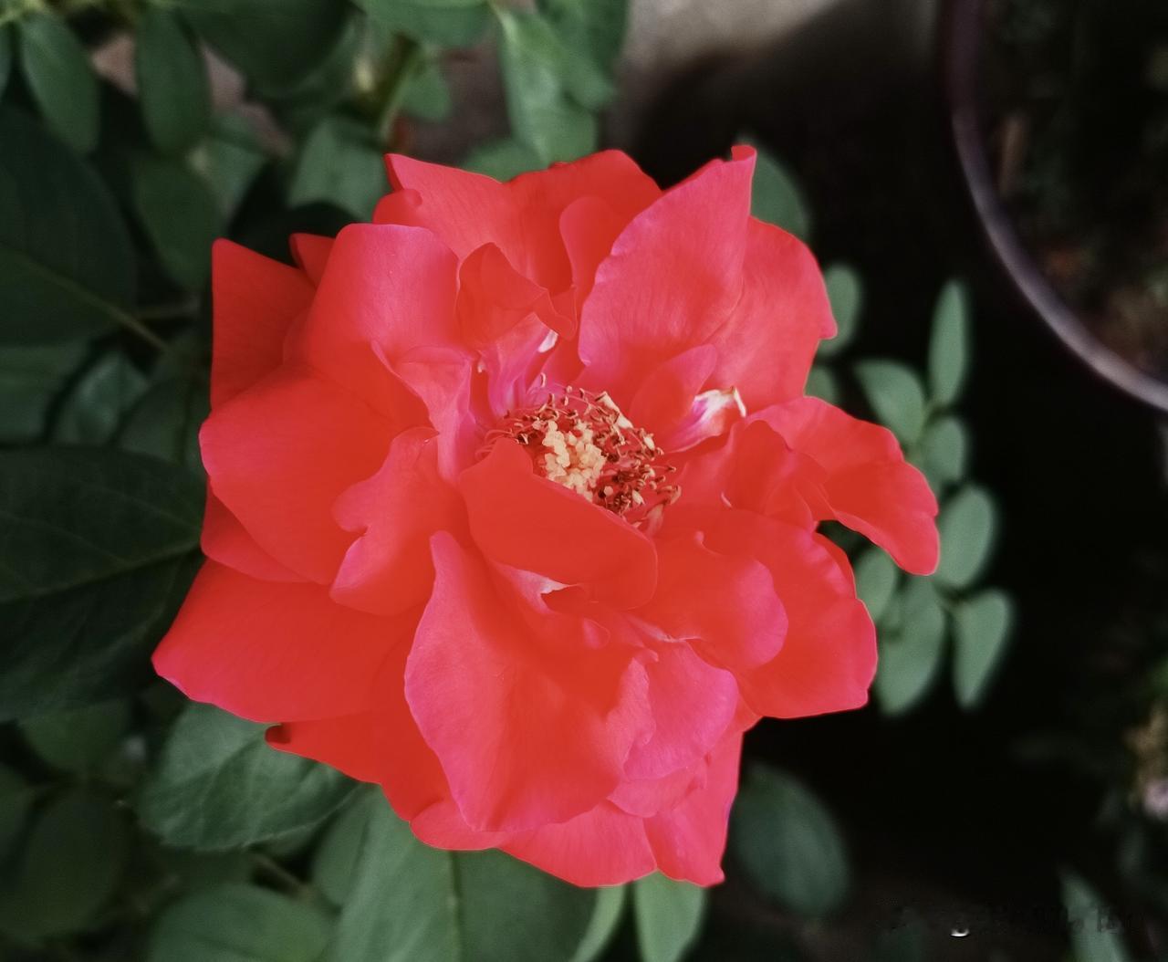花开热烈，岁岁红火