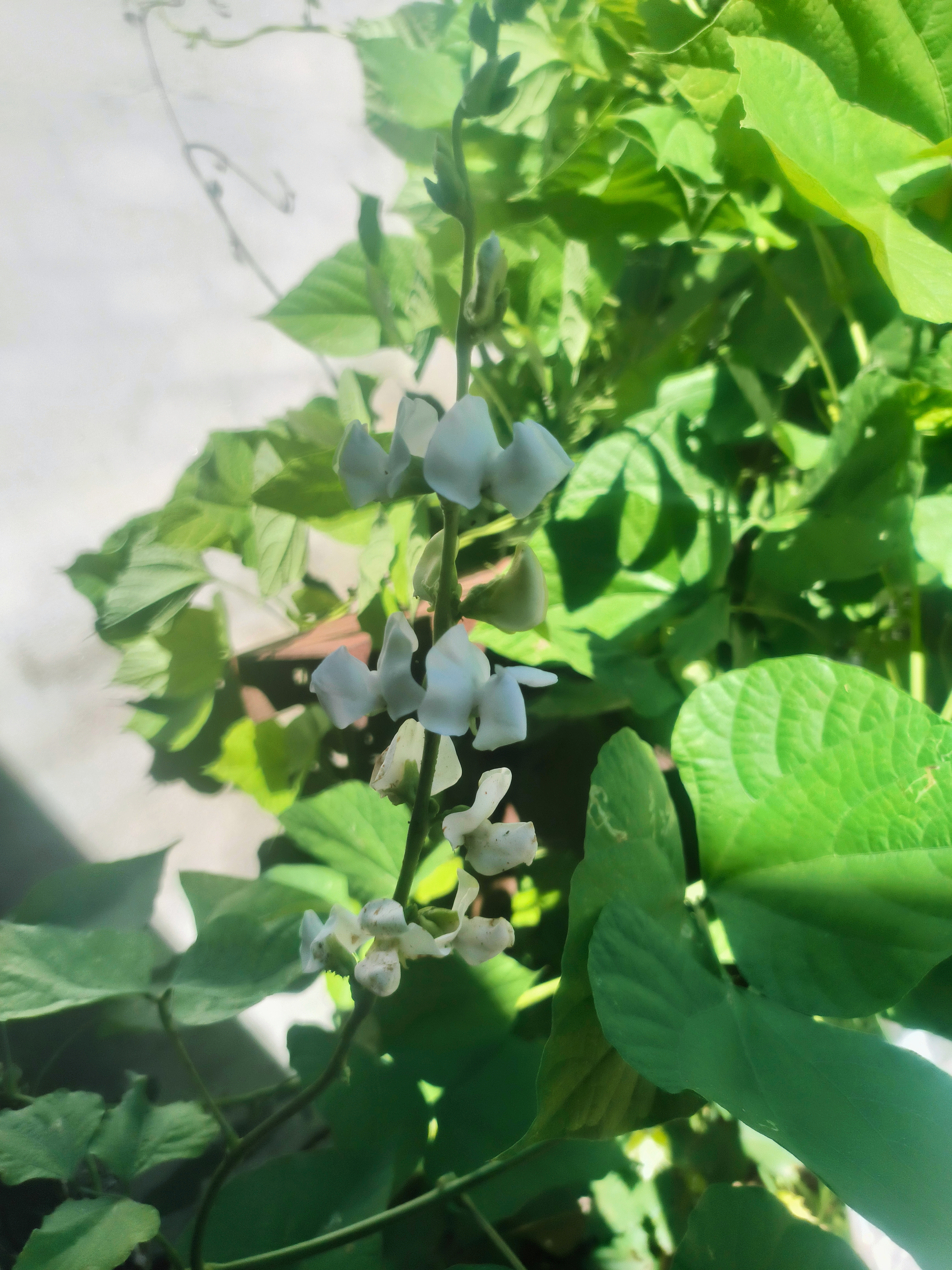 为什么我种的扁豆光长叶子和藤蔓都不开花的马上九月了啊哦，看见了唯一一串小白花问了