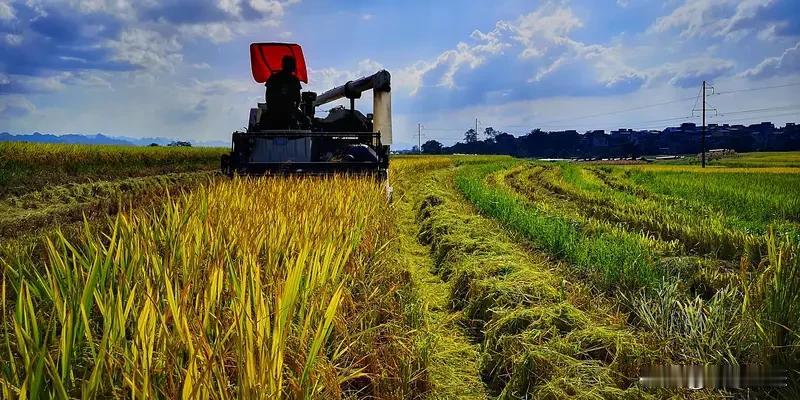 未来五年,农业农村现代化怎么干? 未来五年农业农村现代化，得从多方面发力。在科技