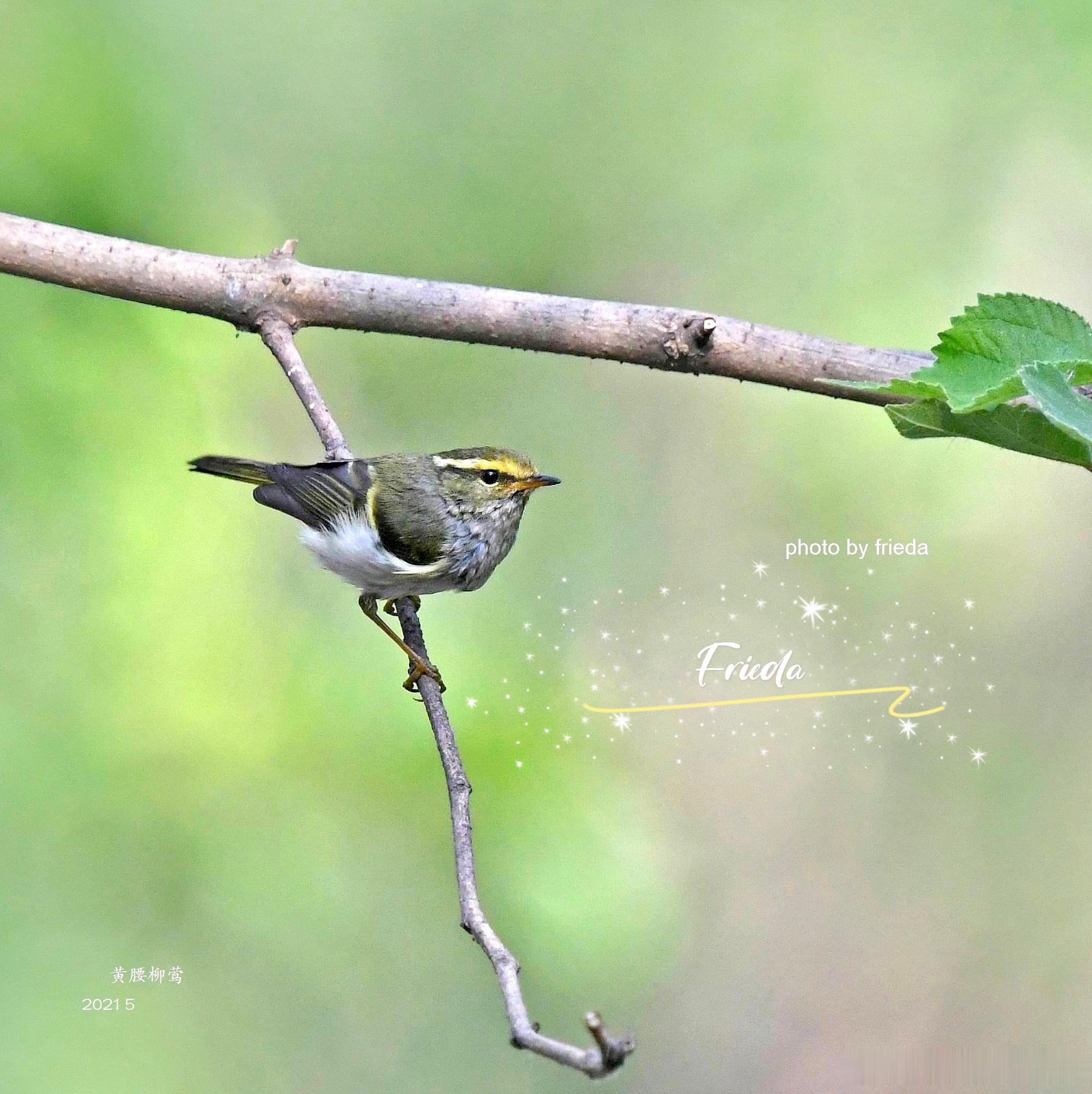 早上好！黄腰柳莺 Pallas's Leaf Warbler 