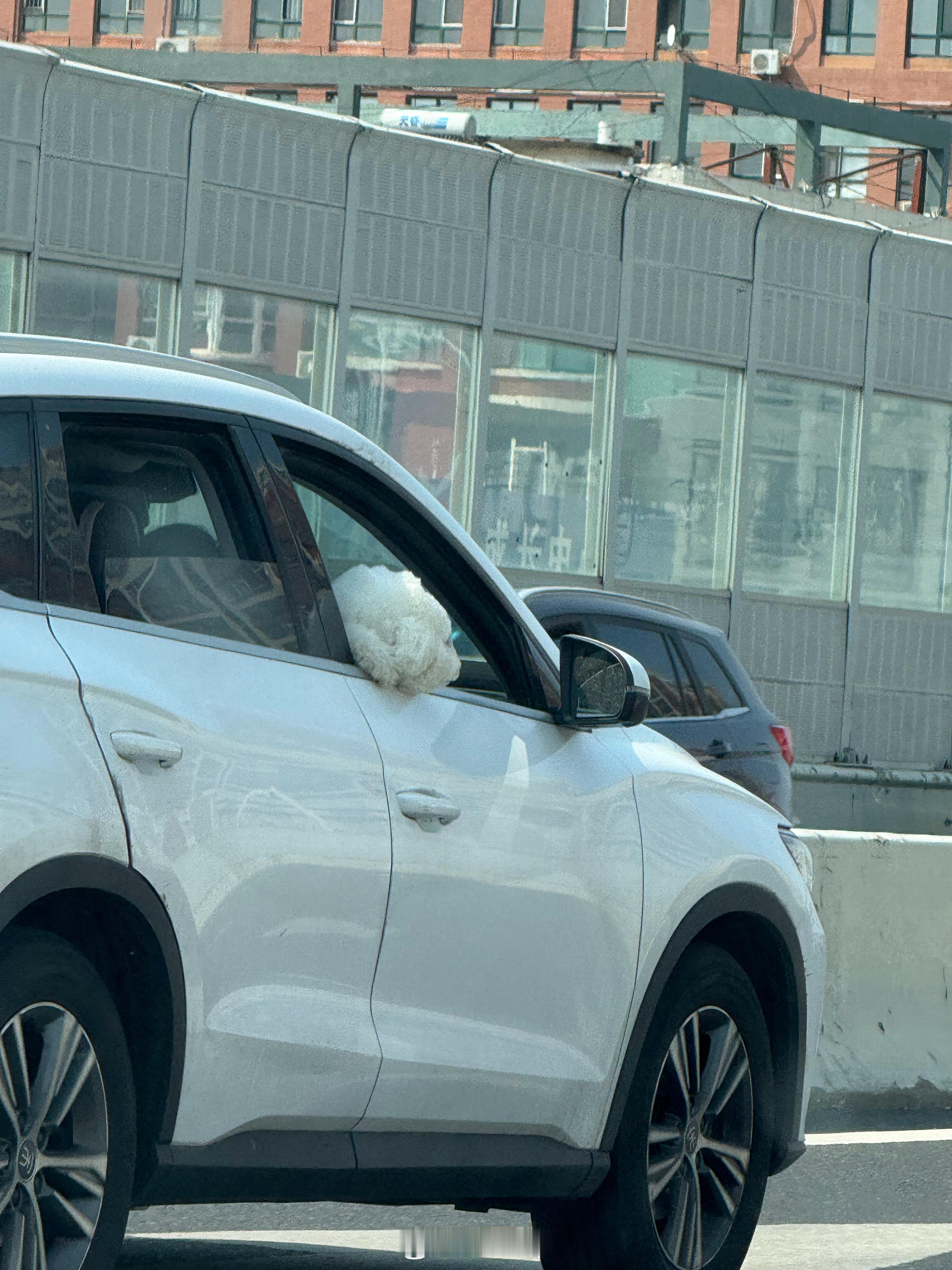 为什么狗狗都喜欢把头伸出窗外？ ​​​