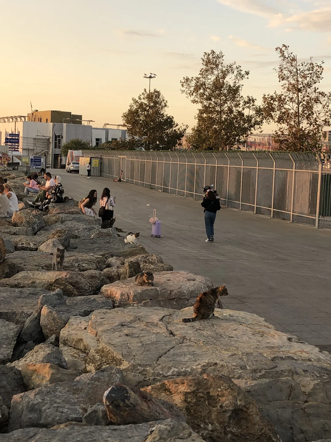 光辉灿烂的“猫猫海”🇹🇷