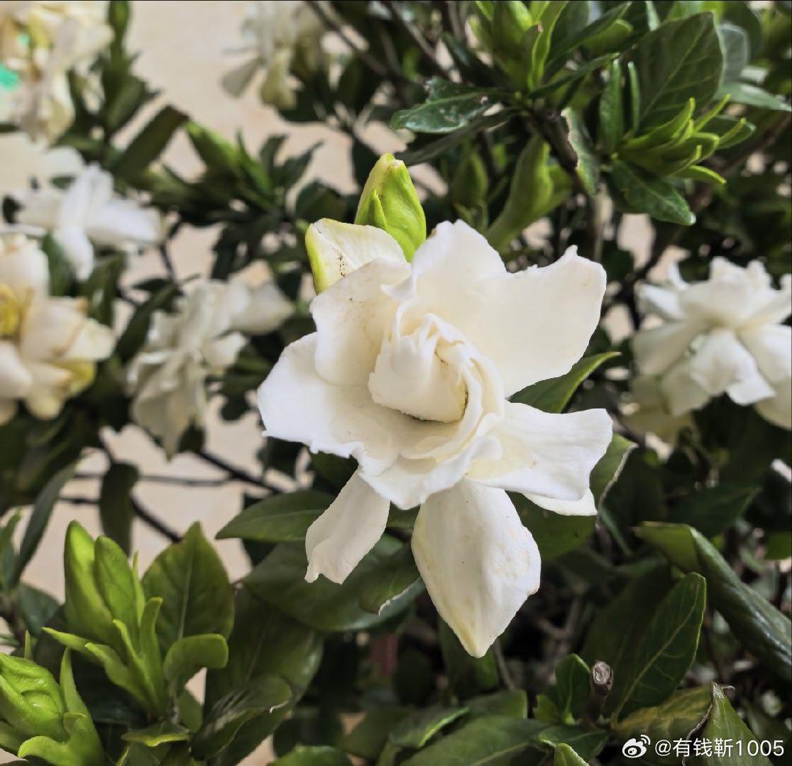 早安  早安，万物可爱，人间值得，愿你晨起有微笑，所遇皆温柔。