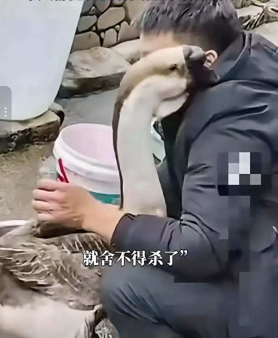 “解释不清”！贵州一男子，除夕当天准备杀鹅，突然大鹅伸出鹅掌，还来按住了主人磨刀