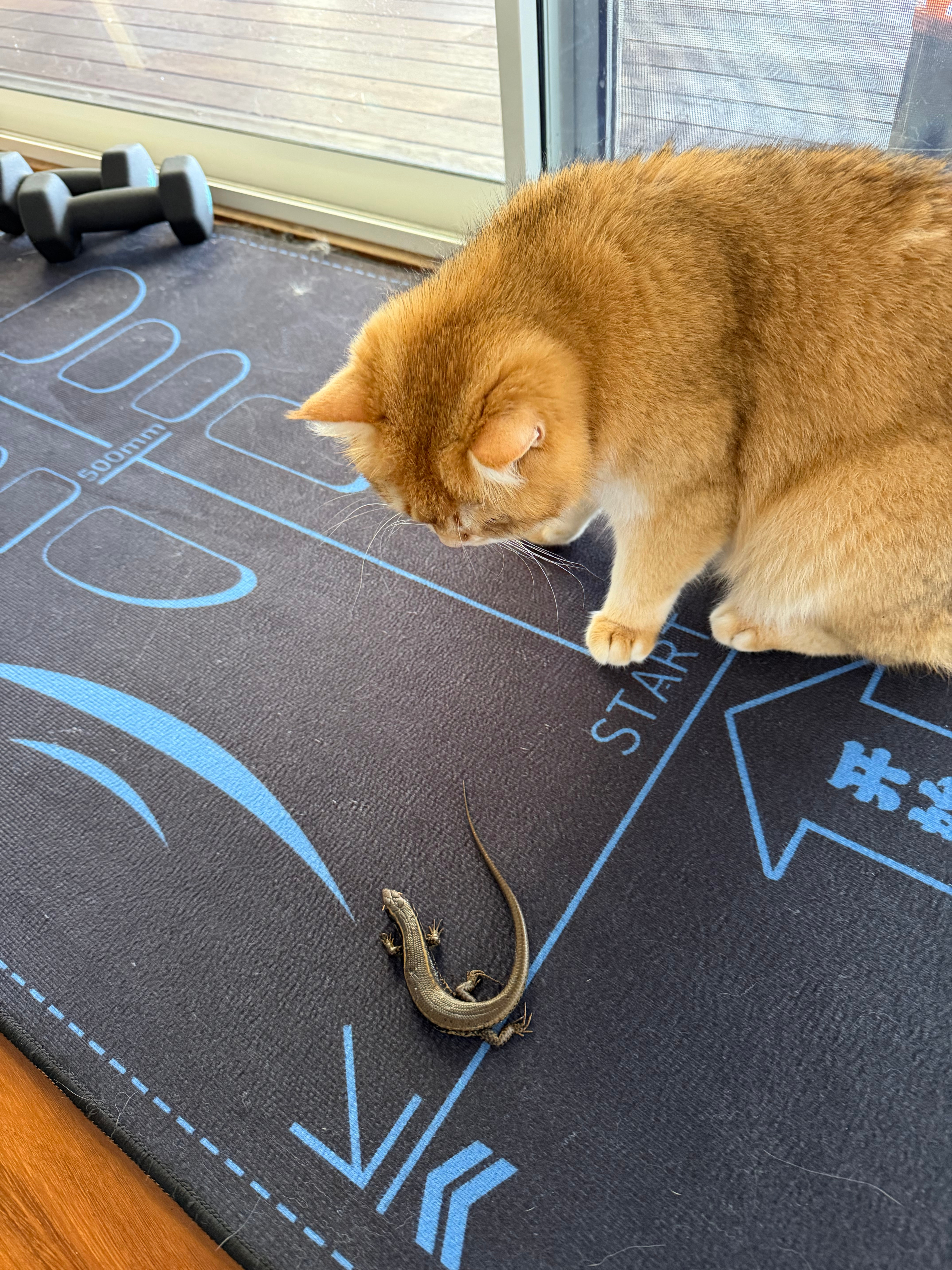 这只小蜥蜴可怜的我们从猫猫口里救下来两次都让他们在院子里找到了又叼回了家里这次我