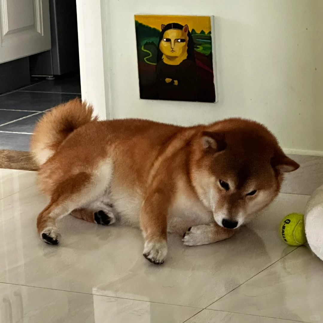 哎哟哟，胖得起不来