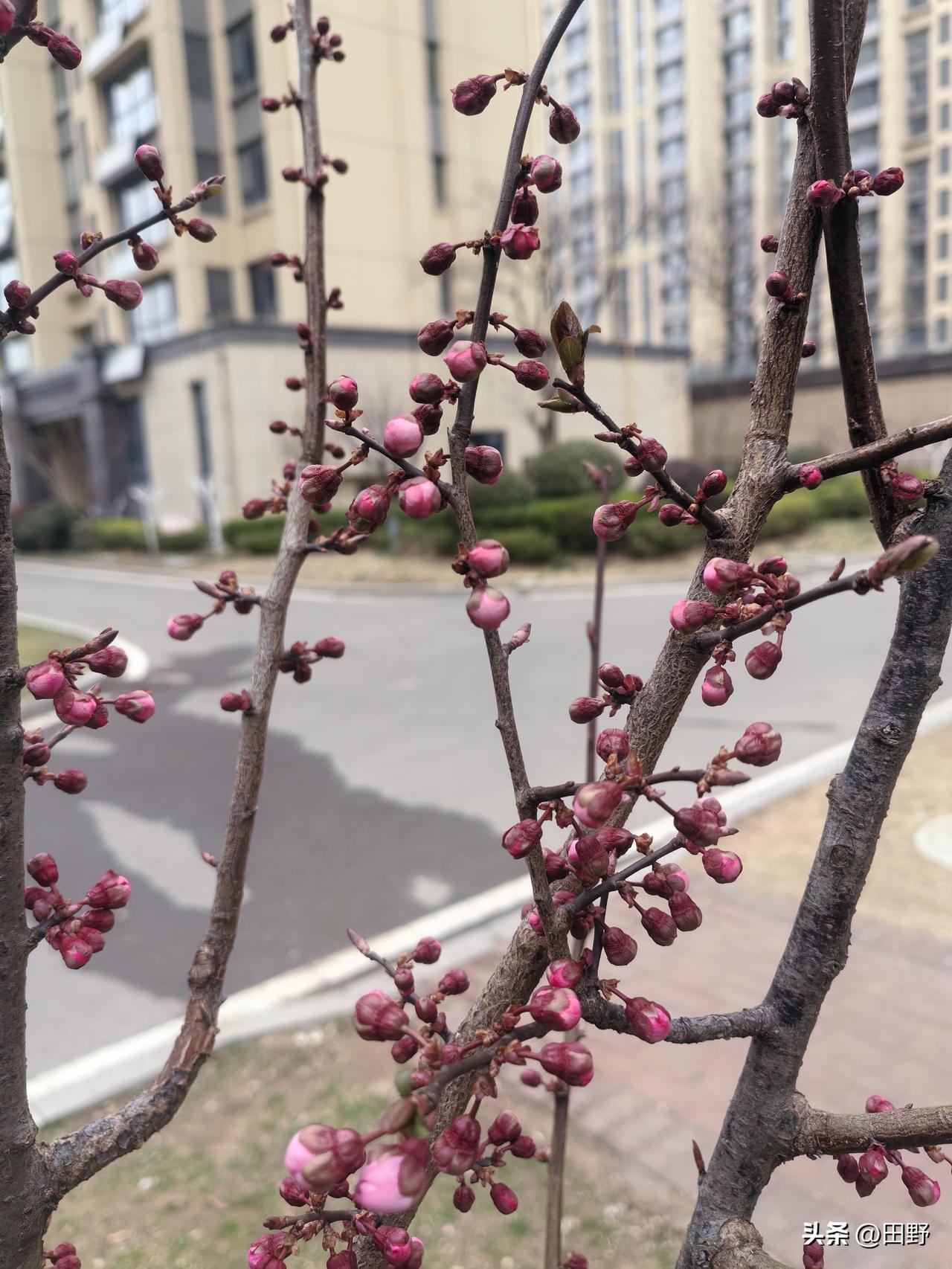 晒出你的本地生活小区内花儿开，松树照片是海边防风松林，春意盎然。