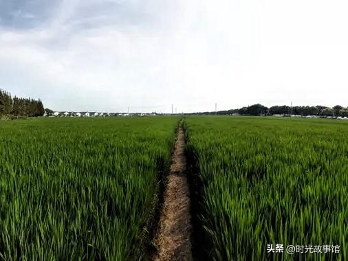 厉害！扬州企业拿下省级试点，种地不靠经验靠人工智能
 
作为土生土长扬州人，日常