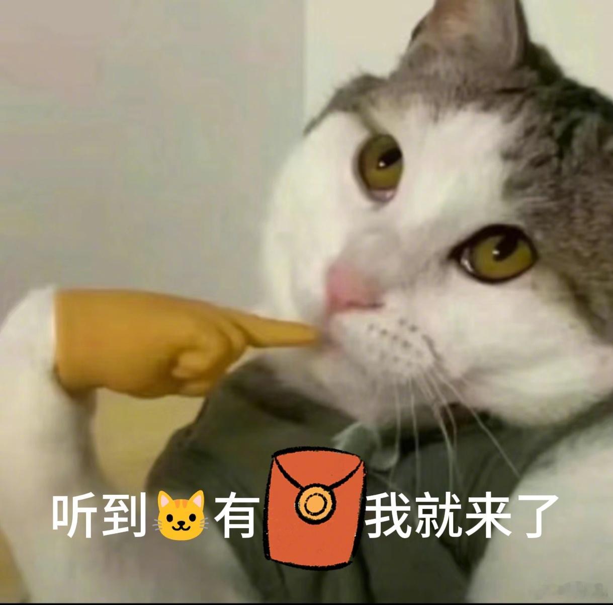 上海的树已经开始绒里绒气了 哇塞！我一眼就看出来了，这是🐱给的惊喜！节日惊喜不