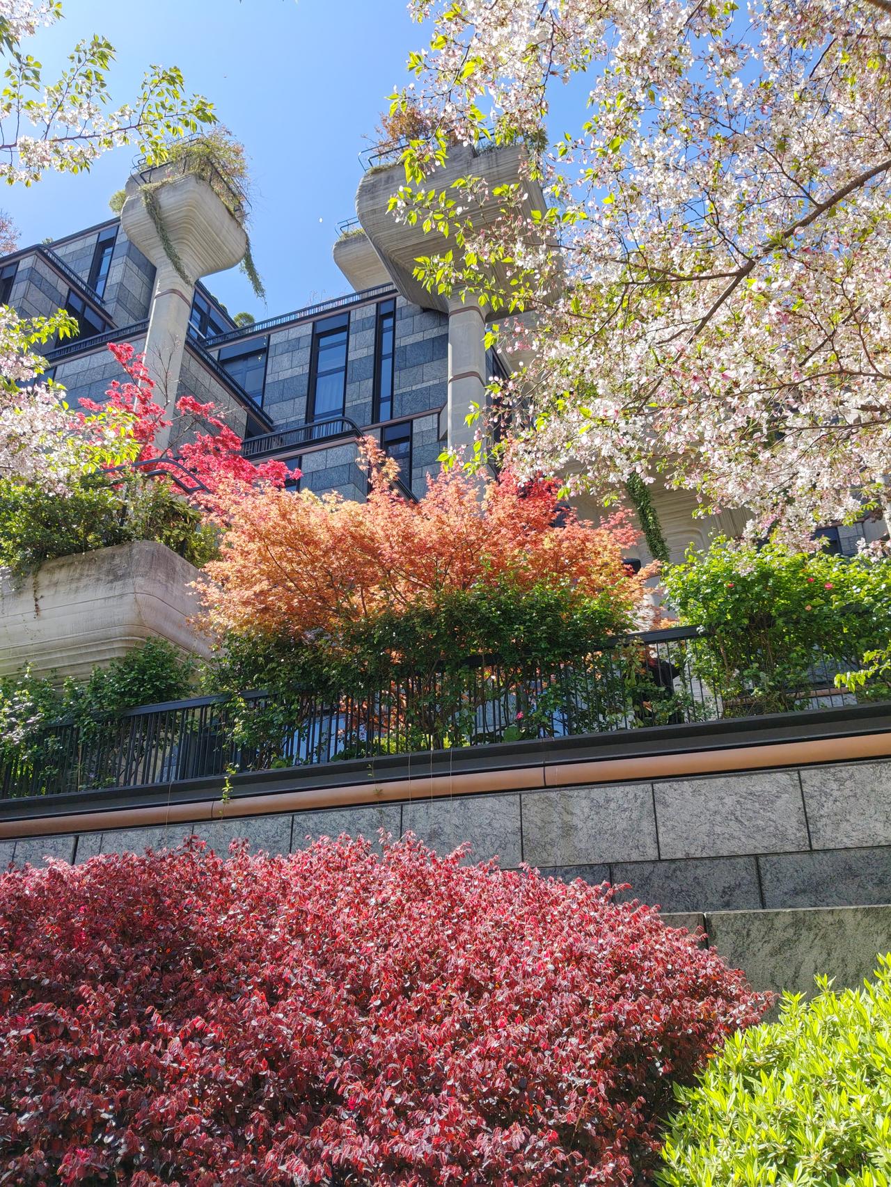 现在好多人在开花的树林里拍照，为了拍出所谓“绝美”照片，直接爬树上去，那画面真的