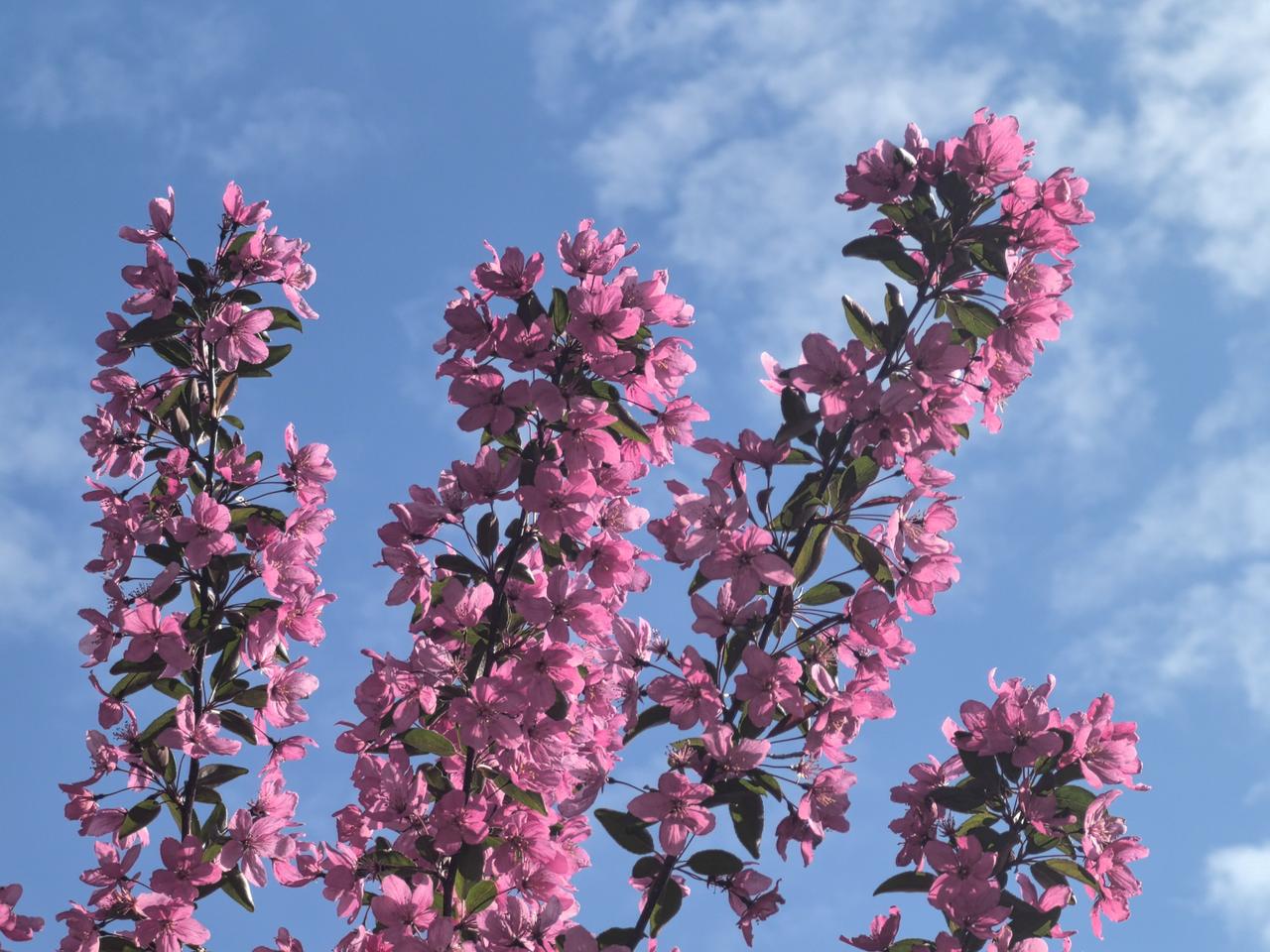 相册里的花花草草