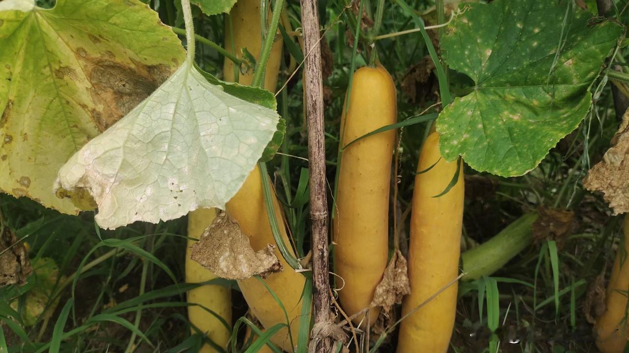大连老菜：老黄瓜炖大虾