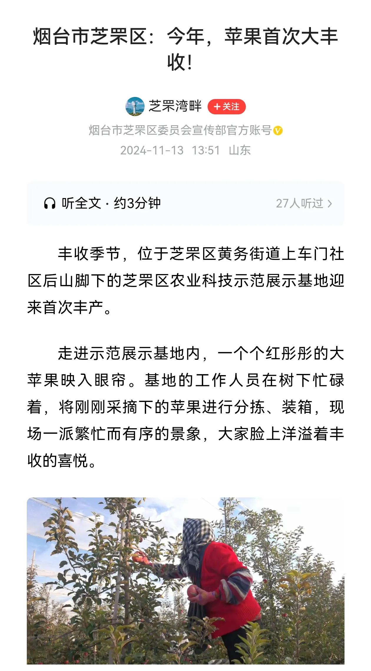 芝罘区苹果大丰收？我之前还以为芝罘区作为老城区如今不会有苹果种植，没想到芝罘区如