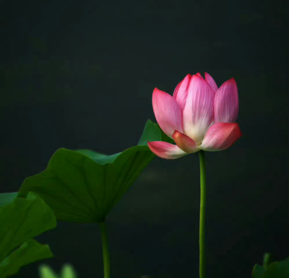 “最高级的处世之道。”1. 不回应，——就是最优雅的拒绝2. 沉默，——就是最高