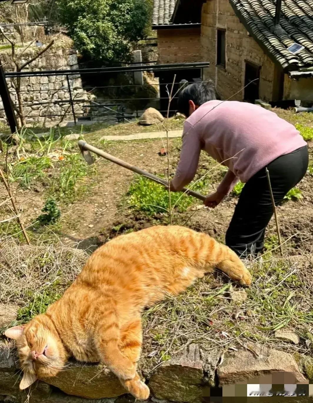 主人干活，花猫憨睡！我承认我羡慕这只猫了，也羡慕这个老奶奶。我现在有一份体制内的