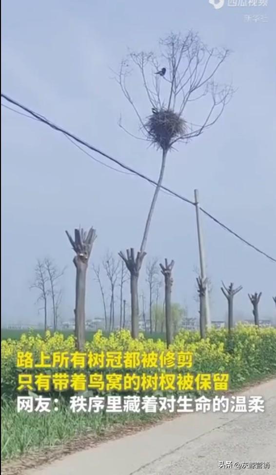 鸟说，(⊙o⊙)哇，这下成出头鸟了。