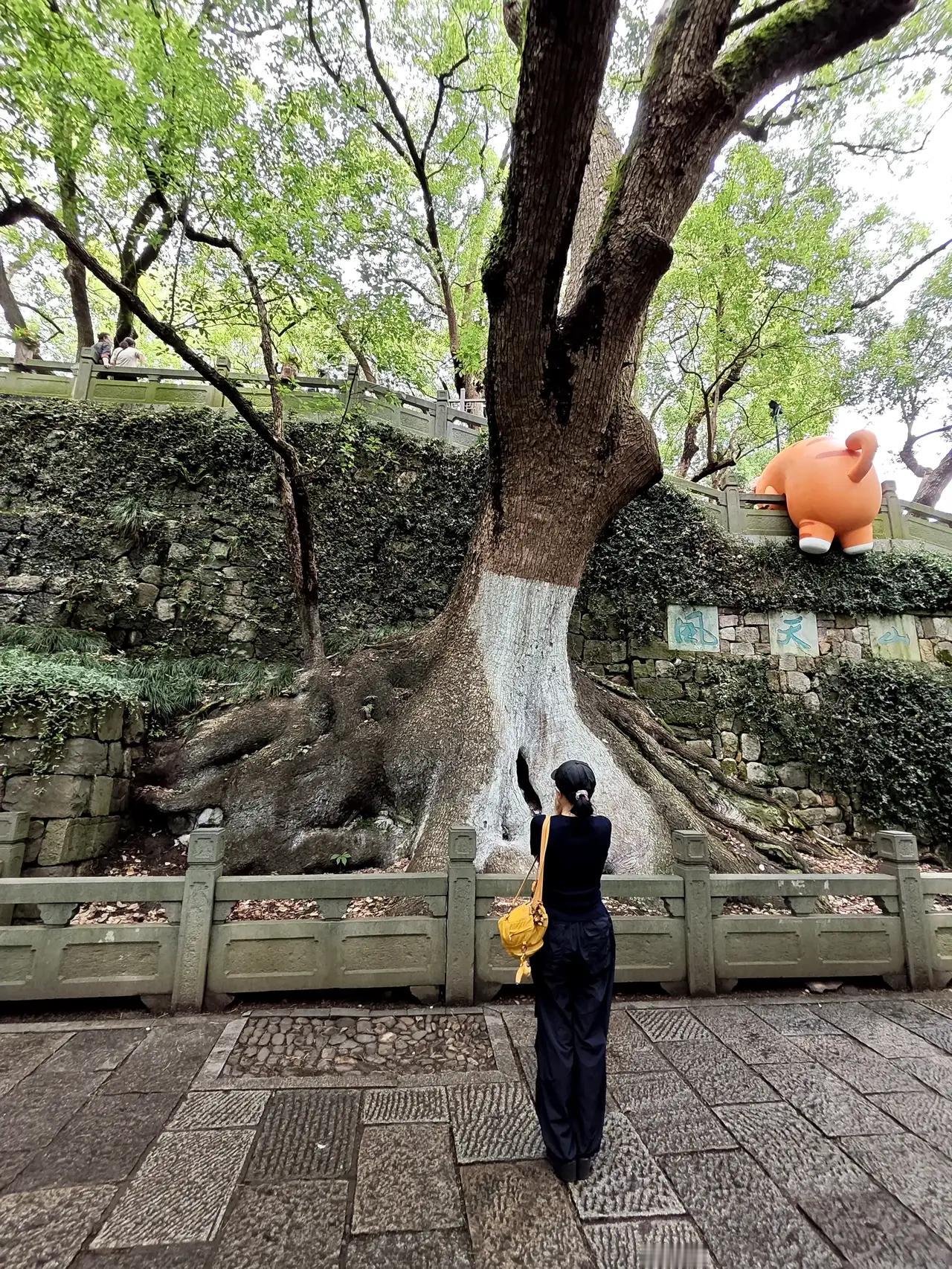 杭州城隍阁广场这里有一颗730年的古樟树，这棵古樟树平均冠幅则高达24.2米，树