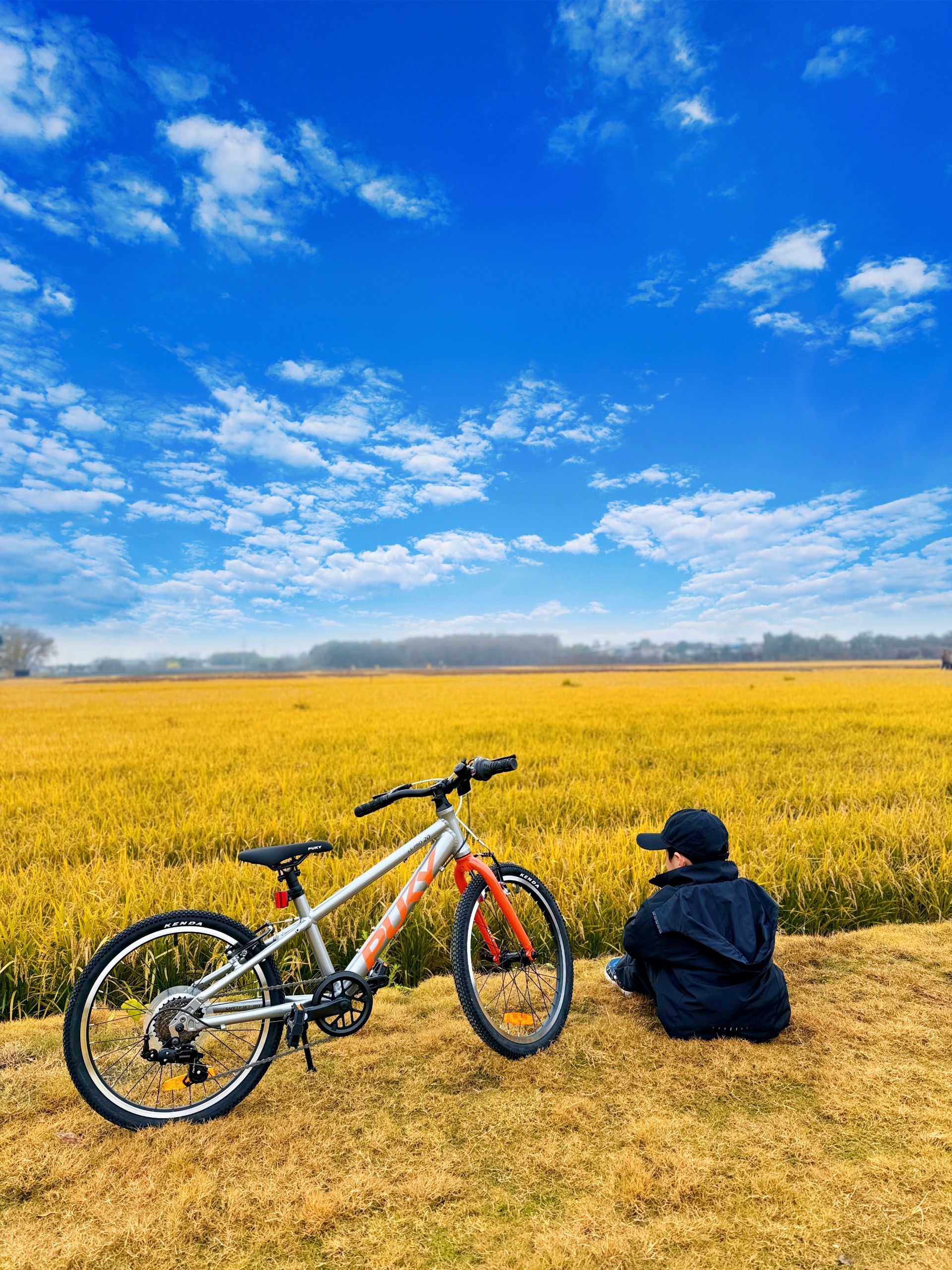在西安🍂我发现了一片绝美的金色稻田🌾