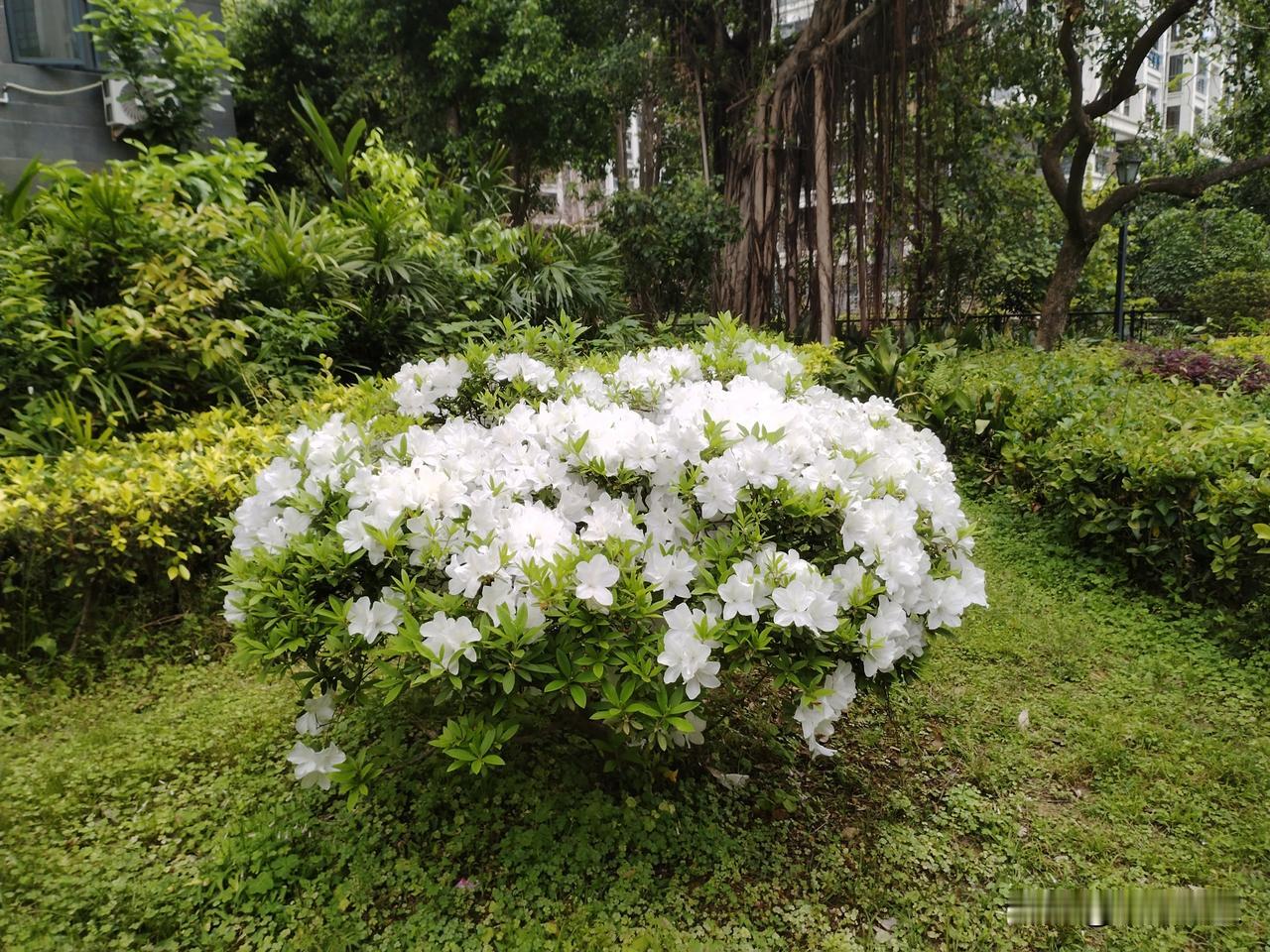 死后如何处理自己的尸体比较牛逼?
前段时间，参加高中毕业五十周年同学会，与同学聊