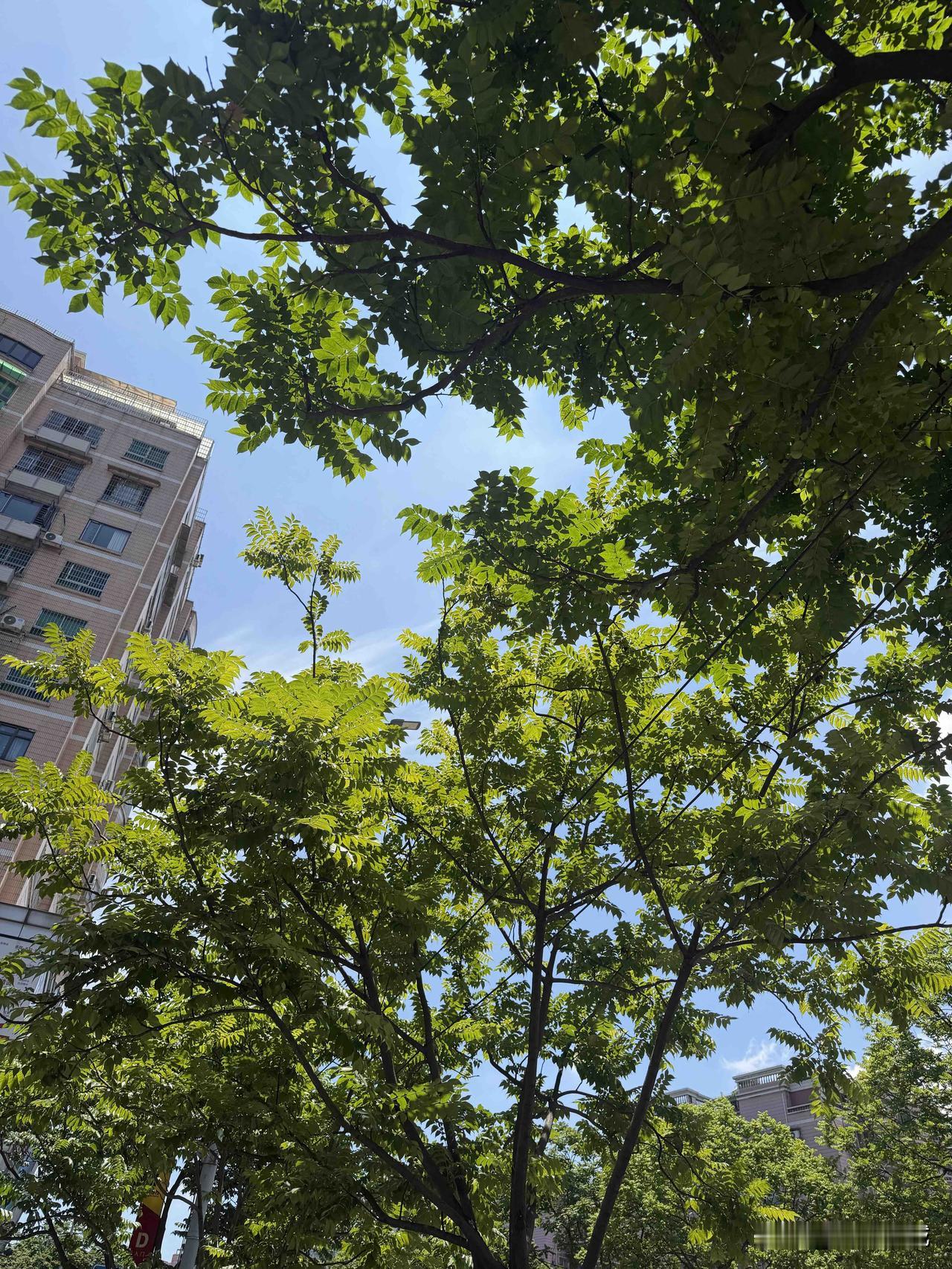 分享一下你随手拍下的照片广州的夏天分享一下你随手拍下的照片
