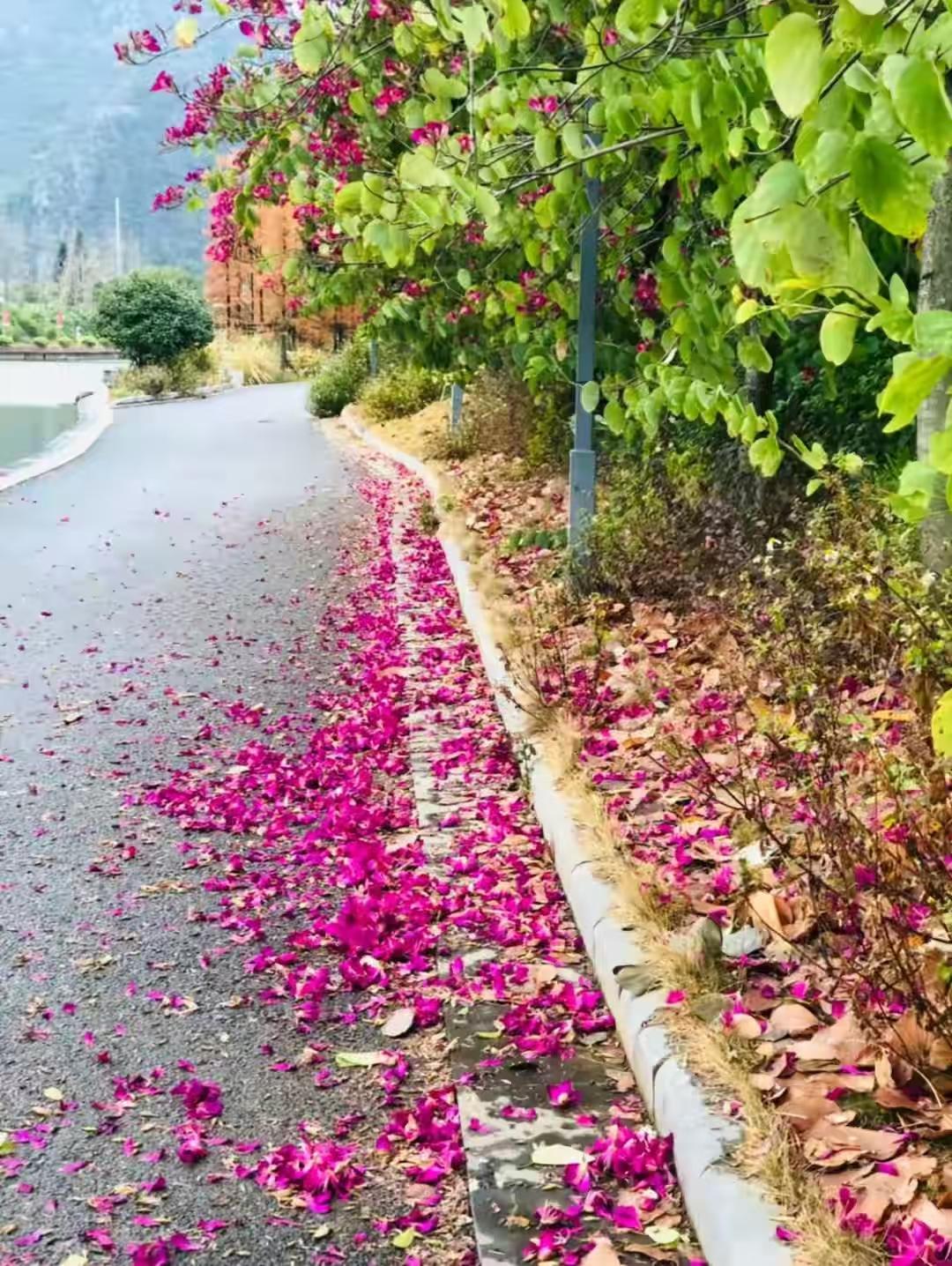 塞鸿秋·春晨花雨
落红径软苔痕漾，
浮香帘卷风惆怅。
辞枝不写离人怆，
着泥更酿