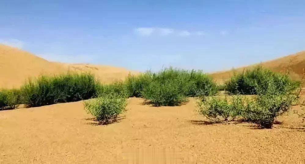 #东风快递[超话]##正青春火箭军##火箭军# 《骆驼草》没有牡丹红没有菊花香我