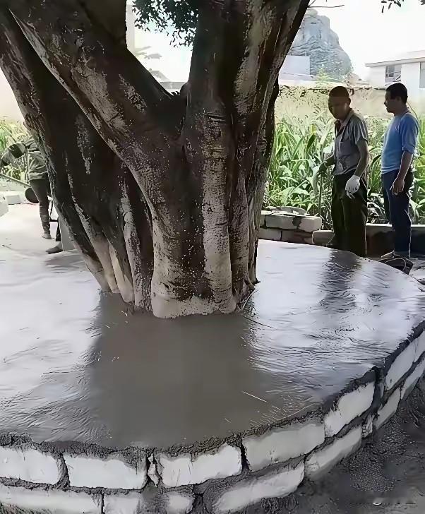 到底是在保护树还是在毁掉树？