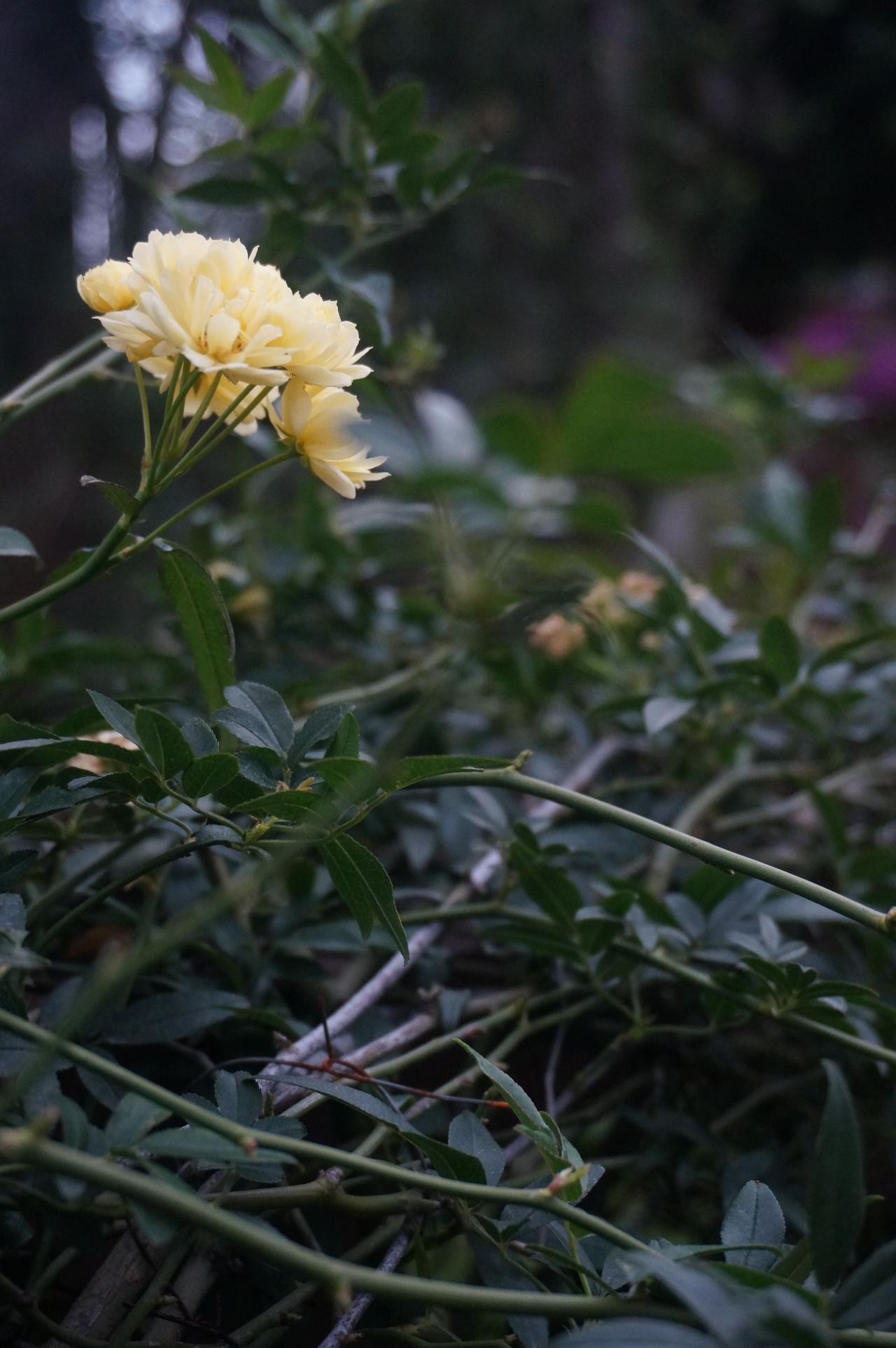 玫瑰还是月季？
花园中的红玫瑰 粉红月季花