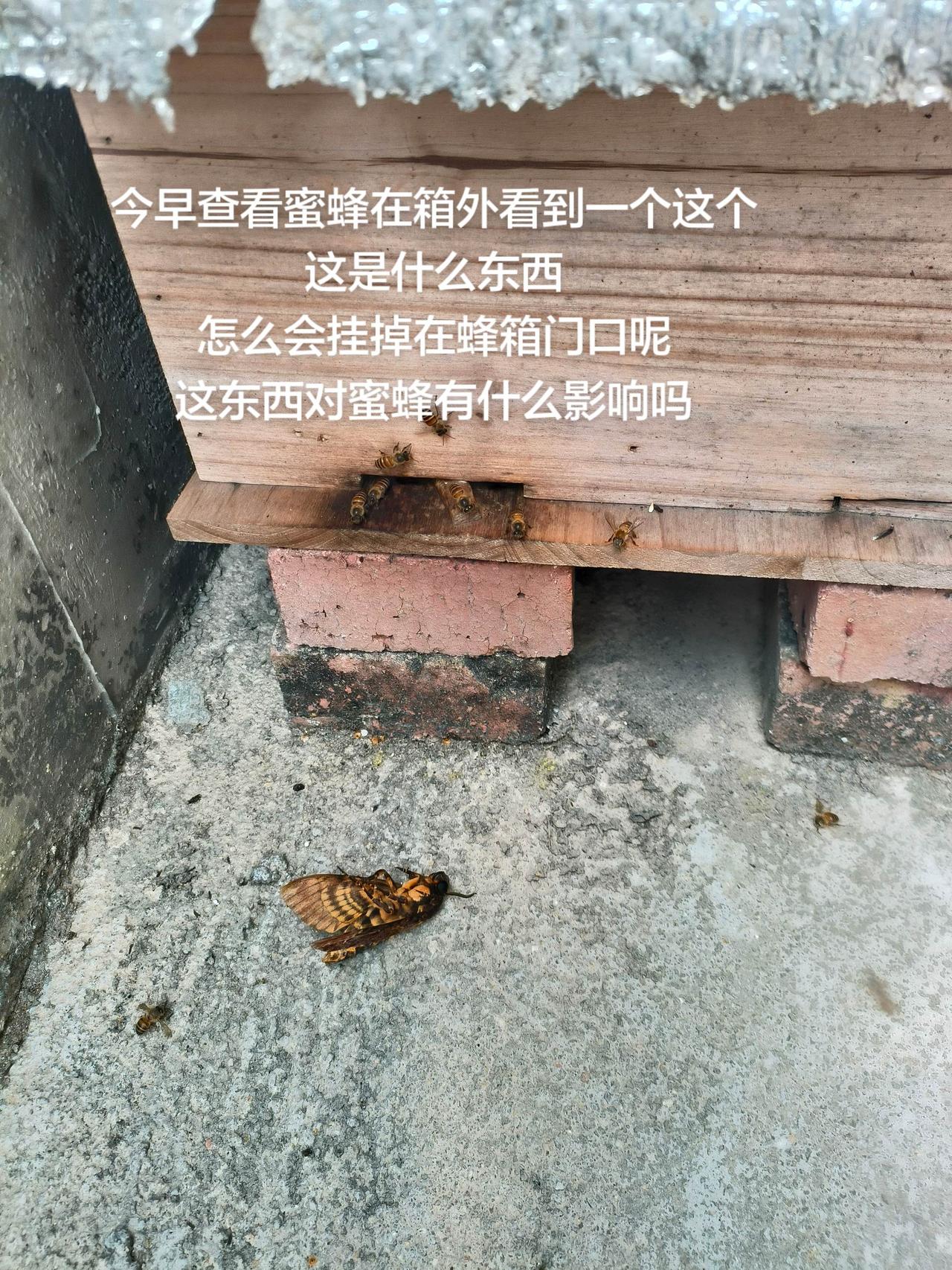 今早查看蜜蜂在箱外看到一个这个
这是什么东西
怎么会挂掉在蜂箱门口呢
这东西对蜜