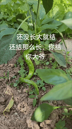 这辣椒🌶️也太着急了吧！苗还没长开呢，果子倒先窜这么长……[泣不成声]