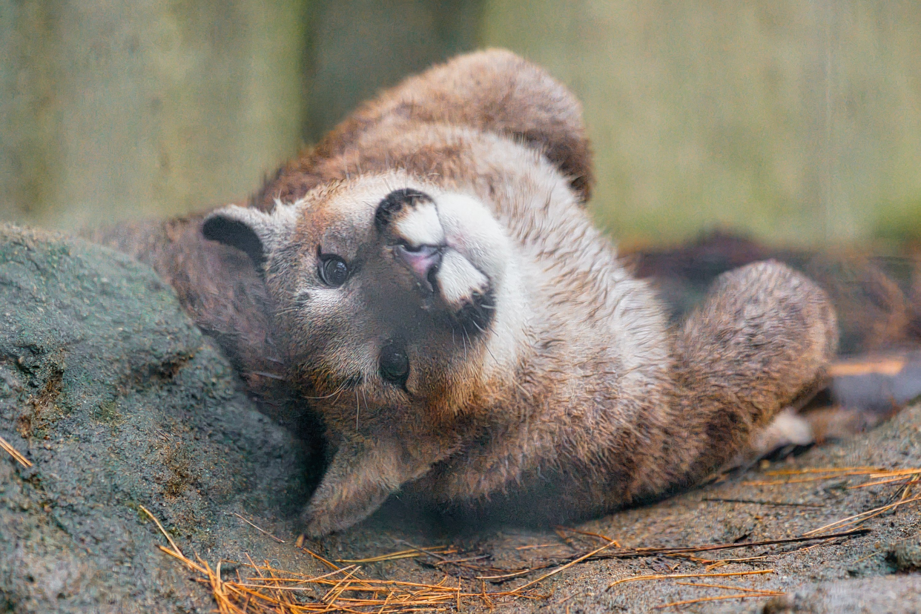 嘴巴上有白色小蝴蝶结的美洲狮宝宝可太萌啦~~【推：黒崎十士郎】 