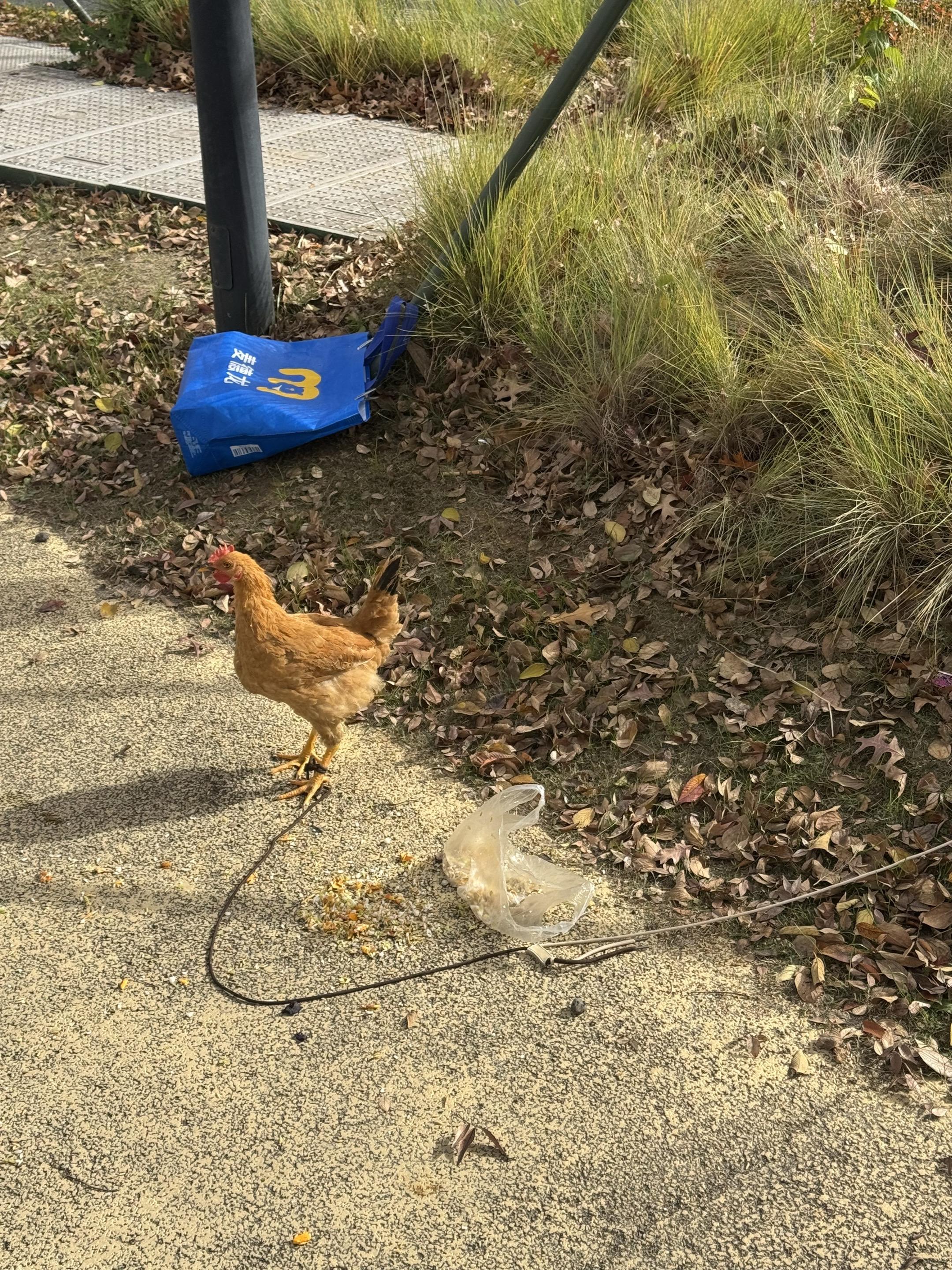 真的很有趣！看到有人在溜鸡！！太好玩啦！！！