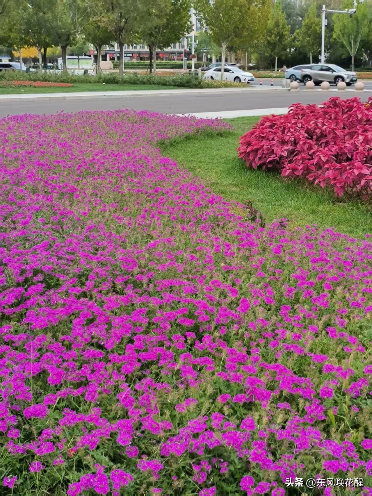 街景随拍🌺
@豆包 帮我点评