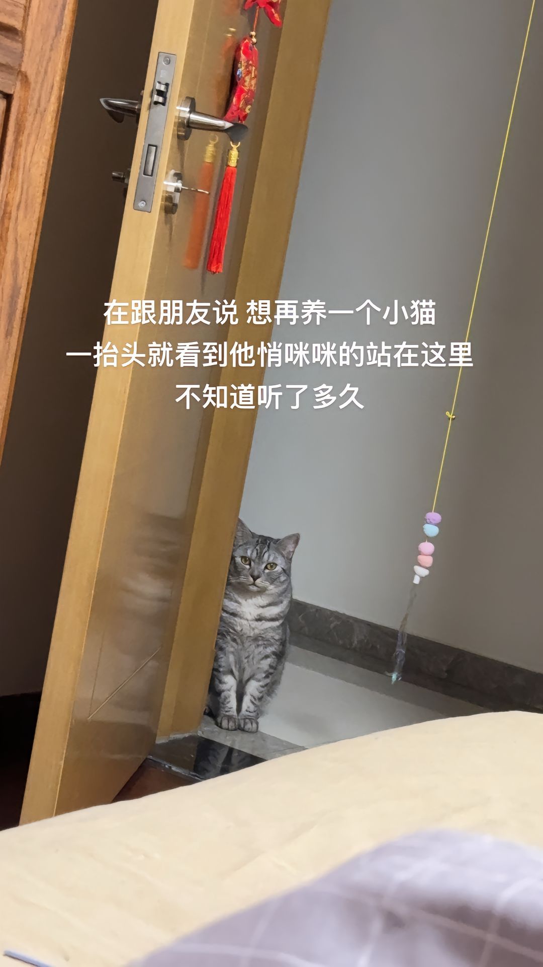 猫：你有了新的猫猫，我还是你最爱的小可爱嘛