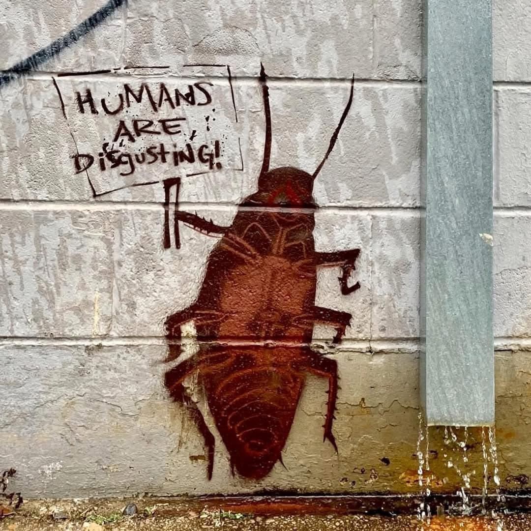 🪳：humans are disgusting～（换个视角😅😅） 