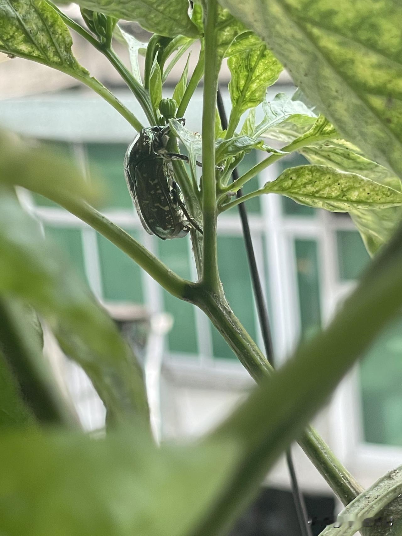 阳台上发现的，不知道是什么昆虫。