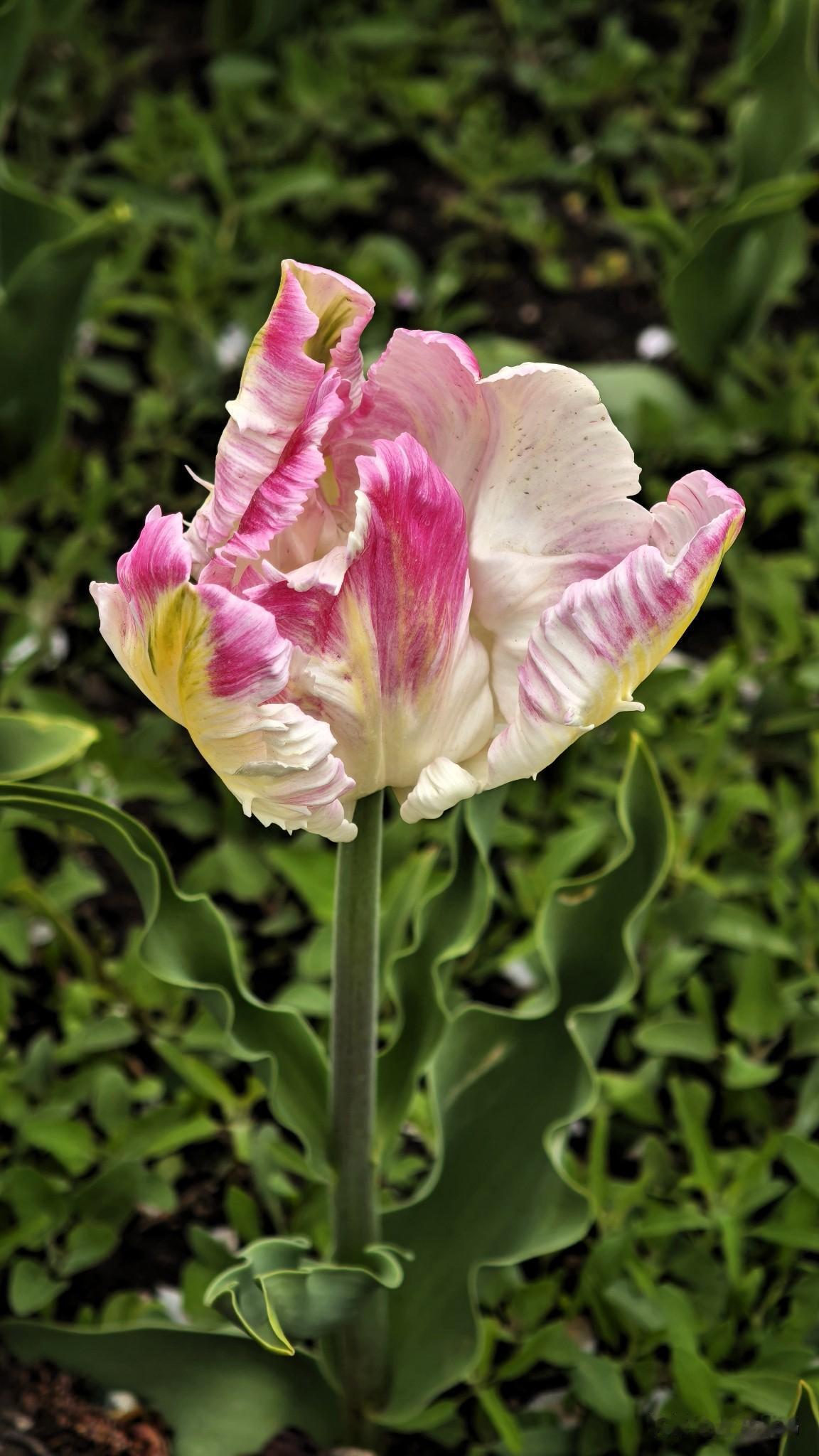 由于版面的限制，还有一些美丽的郁金香没有展现出来。