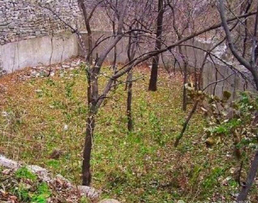 大家都以为韩复榘只是个只会断案、丢了山东的草包军阀，却不知道他是从河北地头最深、