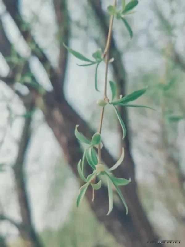 “有心栽花花不发，无心插柳柳成荫”，这对联太妙啦！它就像生活的真实写照。有时候我