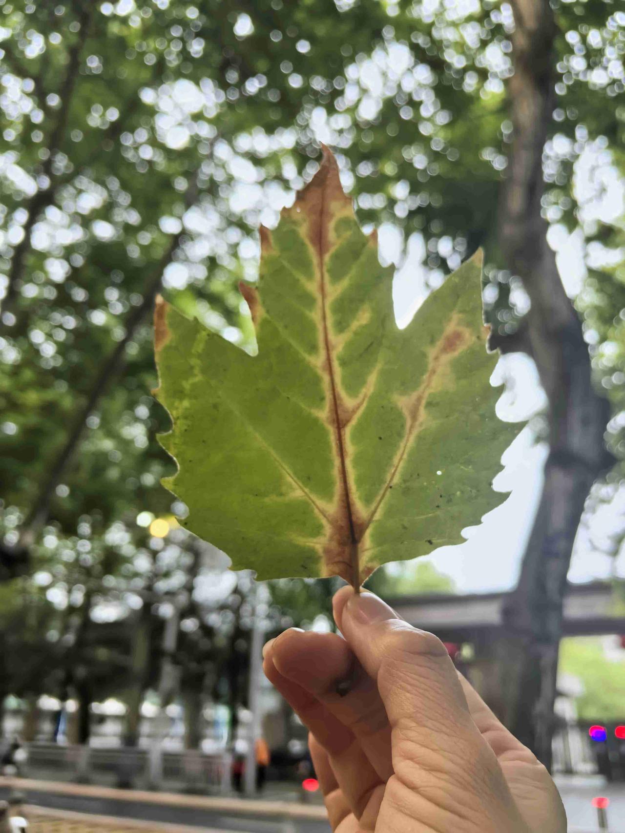 我的今日状态：😁轻松愉快
我这里的天气：🌧下雨
夏天暴雨过后突然晴，千万不要
