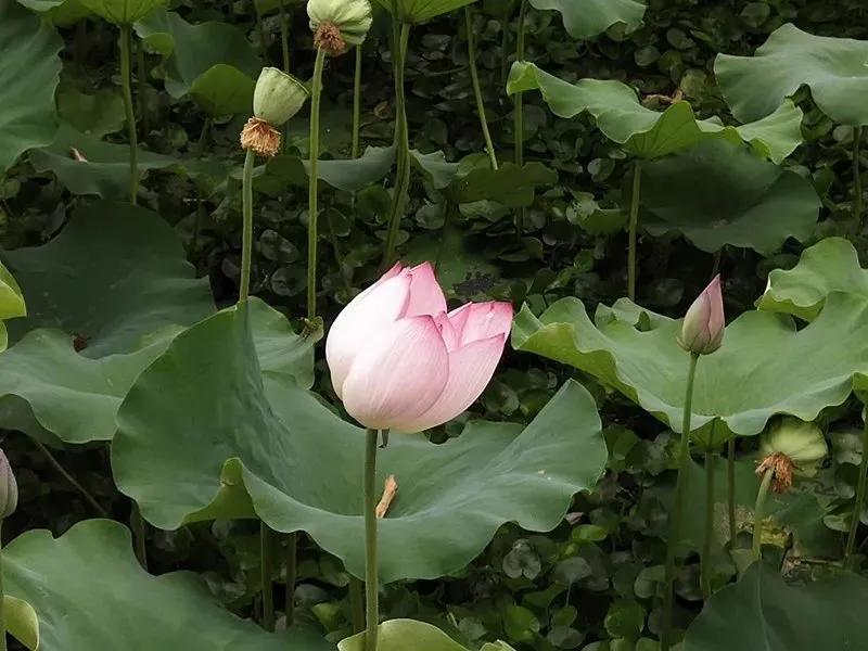 袅袅白莲，纤尘不染，风儿轻拂，荷影蹁跹。
捧一枚花香，捻一朵微笑，拾一段岁月，绘